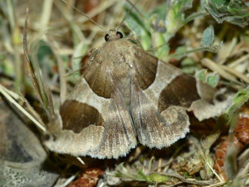 Réf. 230 575 : Dysgonia sp.
